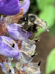 Bombus mixtus