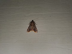 Hypsopygia olinalis