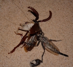 Proctacanthus rodecki
