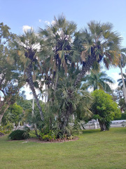 Hyphaene thebaica