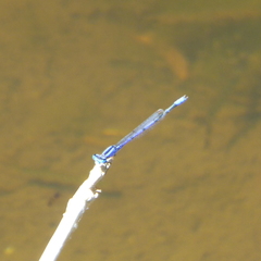 Enallagma semicirculare