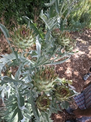 Cynara cardunculus cardunculus