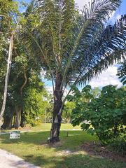 Arenga pinnata