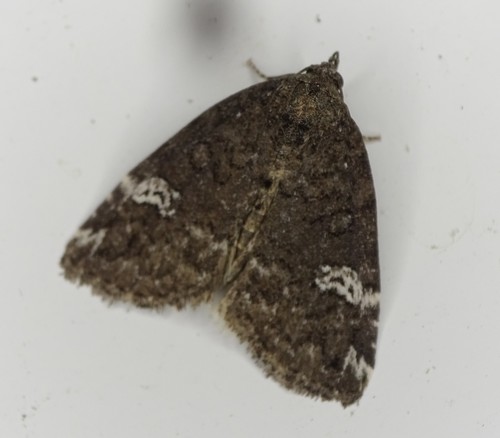 Gray Marvel Moth photo 2