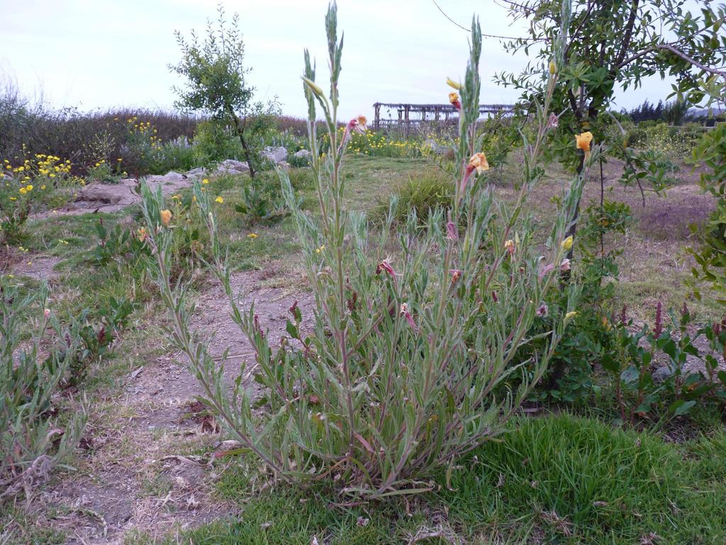Oenothera grisea