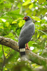 Buteogallus schistaceus