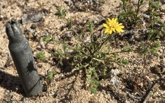 Lessingia pectinata pectinata