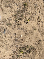 Lessingia pectinata pectinata