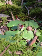 Corybas despectans