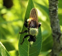 Laphria vorax