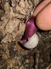 Corybas barbarae