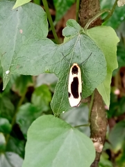Thysanoptyx incurvata