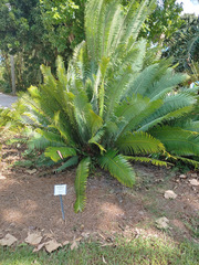 Dioon spinulosum