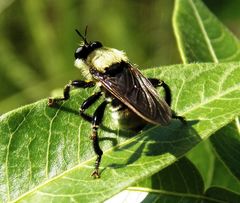 Laphria vorax
