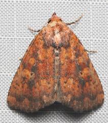Perigea xanthioides