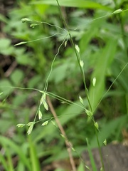 Poa alsodes