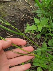 Poa alsodes