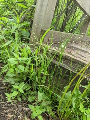 Poa alsodes