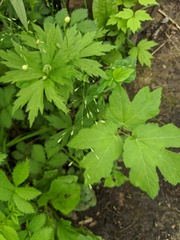 Poa alsodes