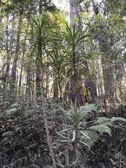 Cordyline stricta