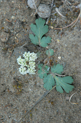 Cymopterus corrugatus