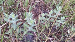 Ambrosia cheiranthifolia