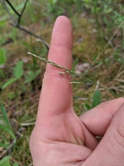 Piptatheropsis pungens