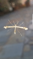 Anstenoptilia marmarodactyla