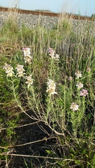 Monarda fruticulosa
