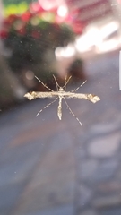 Anstenoptilia marmarodactyla
