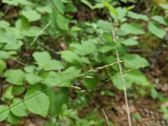 Piptatheropsis pungens