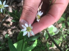 Doellingeria infirma