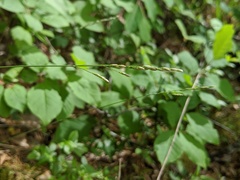 Piptatheropsis pungens