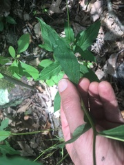 Doellingeria infirma