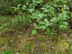 Piptatheropsis pungens