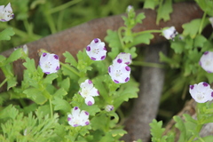 Nemophila maculata