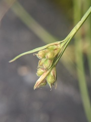 Carex deflexa