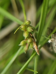 Carex deflexa