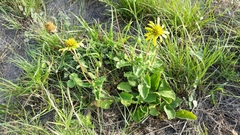 Tetragonotheca repanda