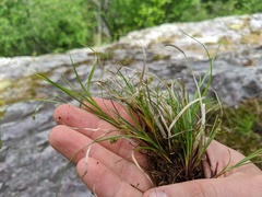 Carex deflexa