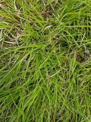 Carex deflexa