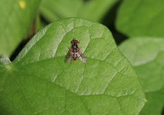 Parhelophilus rex