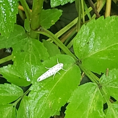 Yponomeuta multipunctella