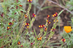 Linaria pinifolia