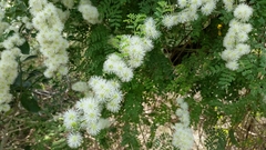 Mimosa malacophylla