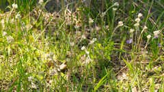 Antennaria neglecta