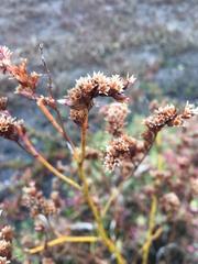 Limonium australe