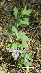 Dyschoriste crenulata