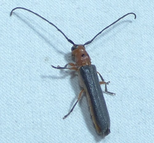 Sumac Stem Borer photo 3