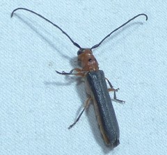 Oberea perspicillata